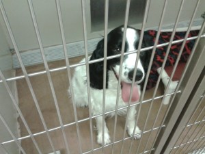 AJ at the shelter