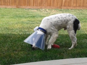 AJ wearing a cone