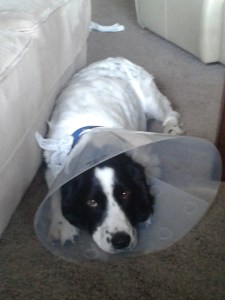 Unhappy AJ wearing cone