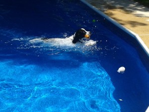 AJ retrieves pool toy