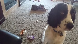 Chewed up backpack