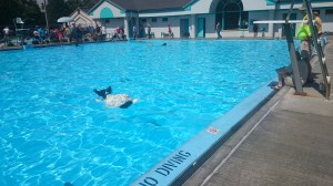 Dive landing at See Spot Splash 2015