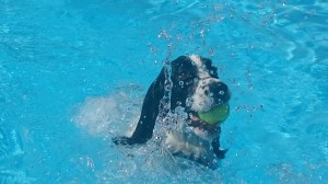 See Spot Splash 2015