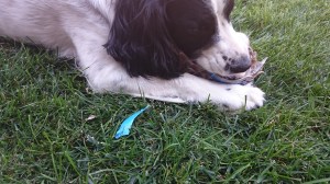 AJ chews up the painters tape