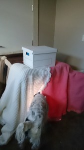 New access tunnel to the dog door