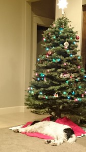 AJ under the Christmas tree