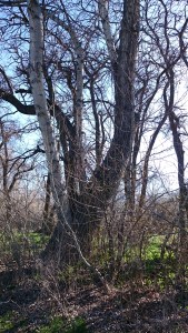 A.J. climbed this tree.