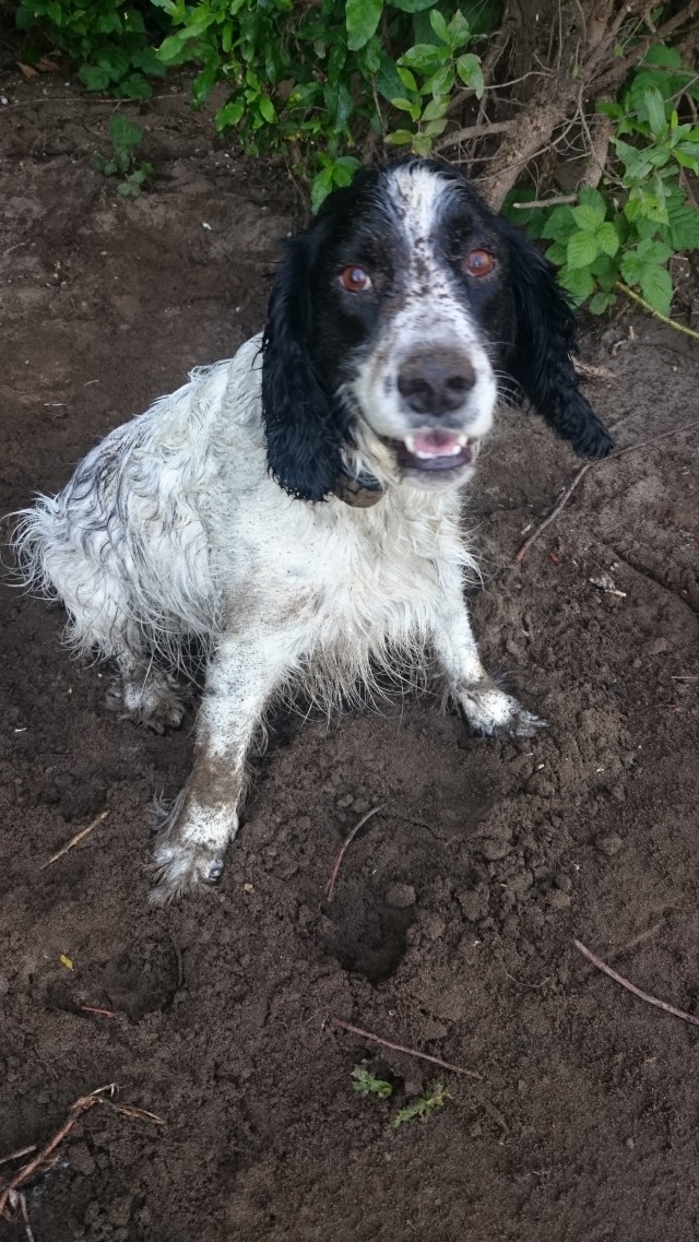 Muddy happy A.J.
