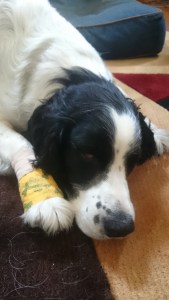 Sleepy and bandaged