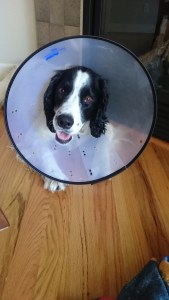 The cone of shame