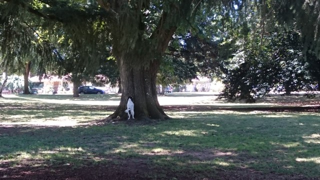 AJ playing in the park