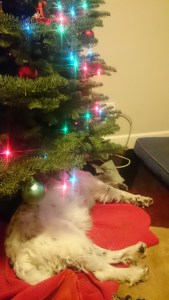AJ sleeping under the Christmas tree